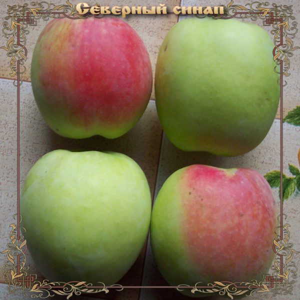 Северный синап2 image Северный синап2 Яблоня: Северный синап